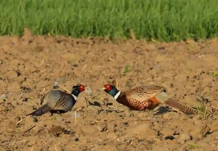 原创野鸡福寿螺过山鲫鱼在在多地泛滥为何没人敢吃