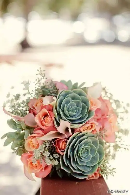 唯美的多肉 _ 那些美丽的多肉 植物 花盆 手工 多肉[图片专辑] _ 图片