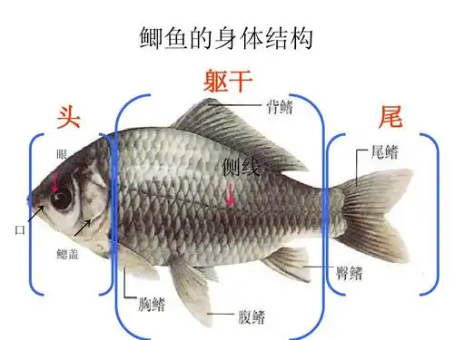 2013年人教版八年级生物上册第五单元第一章第四节《鱼》课件ppt