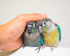 250_200gif 动态图 动图