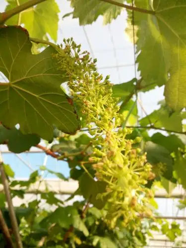 才结出呢小葡萄