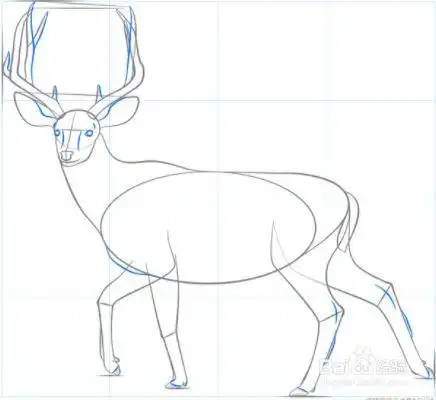 如何绘制麋鹿