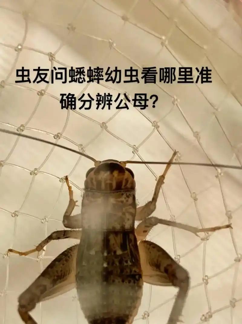 蟋蟀幼虫看哪里容易分辨公母 - 抖音