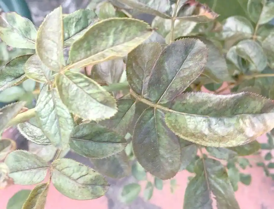 月季叶枯病的防治策略详解