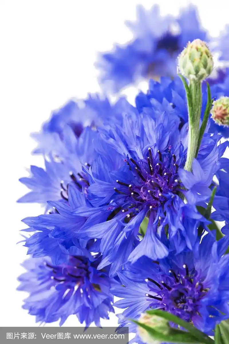 白色背景,花束,矢车菊,蓝色,选择对焦