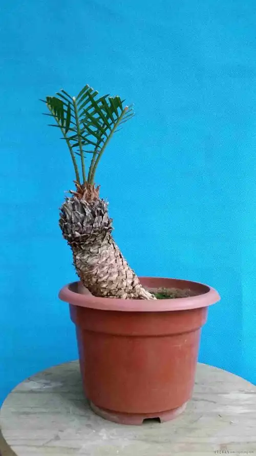 盆景艺术在线-石盆黑松,白鳞铁 - powered by discuz!