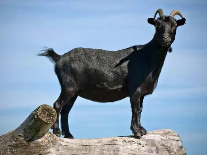 主要包括吕梁黑山羊,沂蒙黑山羊,麻城黑山羊,川南黑山羊,贵州黑山羊