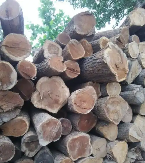 泡桐木(泡桐木家具有什么危害)