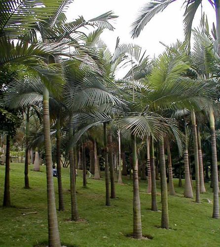 新采大王棕种子大王椰子棕榈树文笔树绿化树种子热带树种