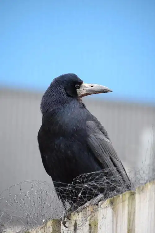 原来乌鸦是这样过冬的,涨知识了