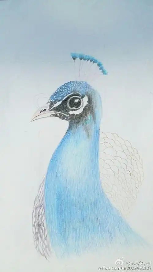 孔雀彩铅画教程孔雀手绘教程图片孔雀怎么画孔雀的画法