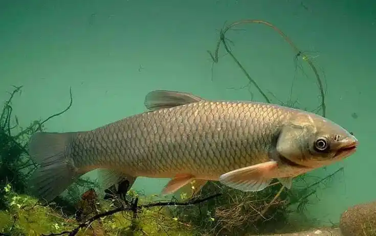 最好吃的十种淡水鱼(十种好吃不贵的淡水鱼)(2)
