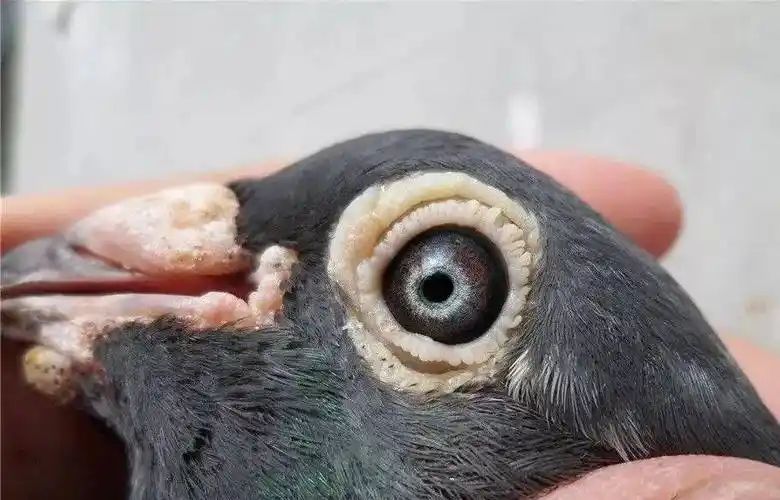 赛鸽_鸽子_眼睛