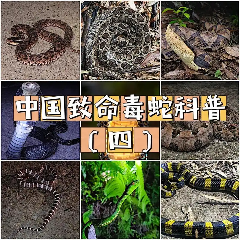 中国致命毒蛇科普6015泰国圆斑蝰6015 泰国圆斑蝰,蝰科,蝰