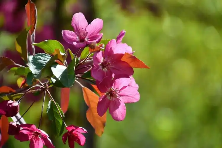 北美海棠花原创拍摄