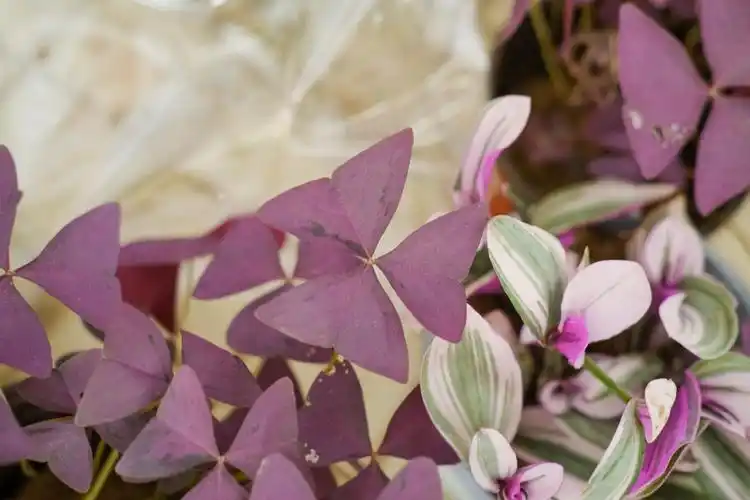 紫叶酢浆草放在卧室有危害吗