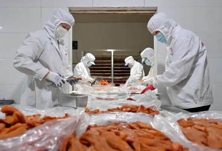 (经济)河北滦南:红薯深加工促增收_食品_工作_新华社
