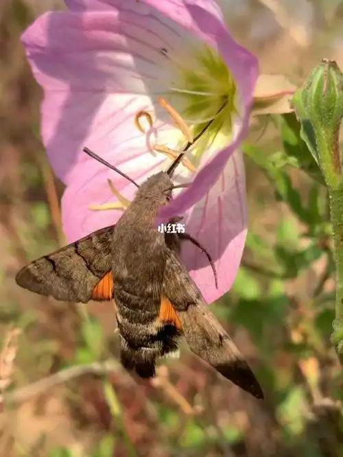 四不像的蛾子蜂鸟鹰蛾