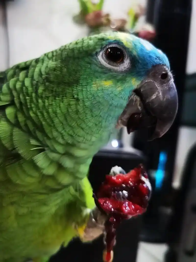 反正我妈打不死我!我就给她死命炫,玩命造#鹦鹉#亚马逊蓝帽 - 抖音