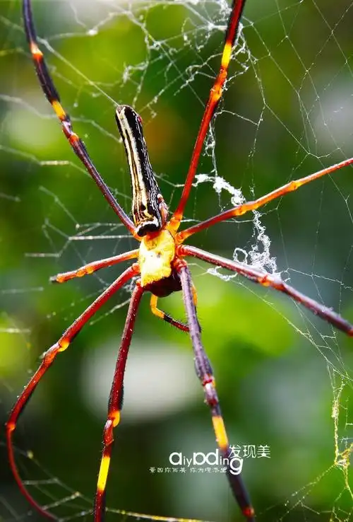 发现美美毒蜘蛛