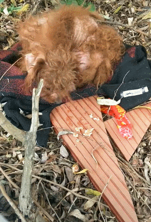 路边发现被丢的泰迪,骨瘦如柴,想喂食却不让靠近