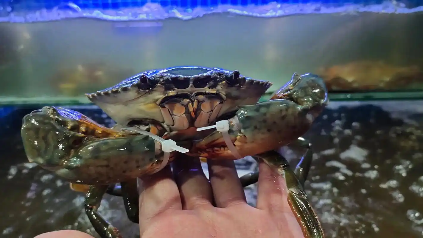 螃蟹02新鲜到货啦.02 大青蟹(又名大肉蟹)02 鲜美有营 - 抖音