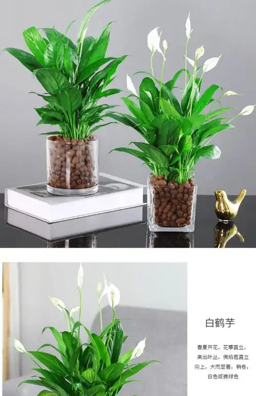 红掌白掌盆栽年宵花卉植物室内好养水培一帆风顺水养四季常青绿植