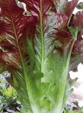 紫丫甜油麦菜种子丫丫开红油麦阳台盆栽油麦菜籽四季易种蔬菜种孑