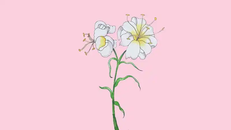 百合花简笔画
