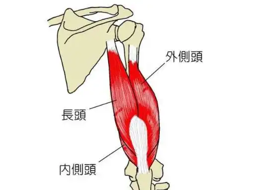 肱三头肌锻炼中如何侧重长头的训练
