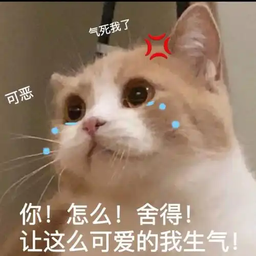 可爱猫咪表情包分享更新中