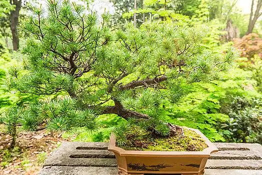 一株迎客松盆景特写