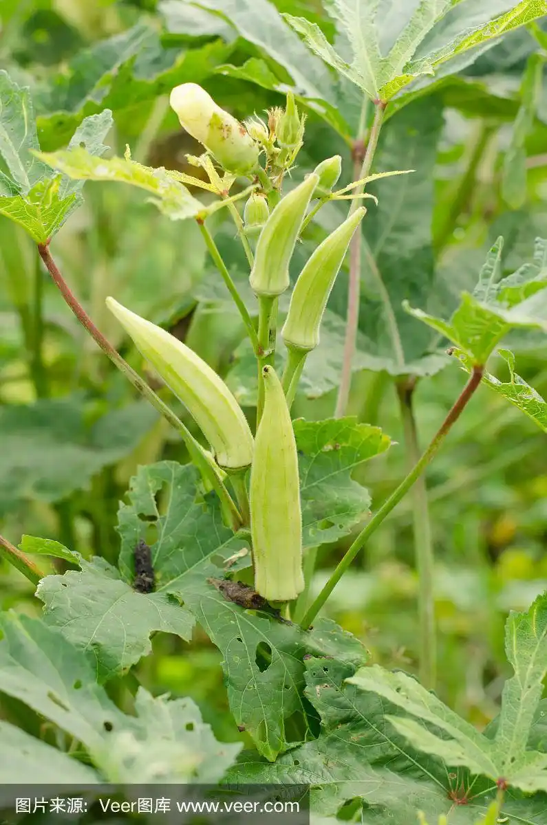 秋葵属植物(女指),结果