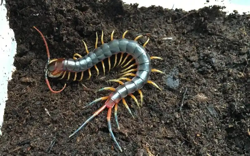 加拉帕格斯巨人蜈蚣(品种记录)_哔哩哔哩 (゜-゜)つロ 干杯~-bilibili
