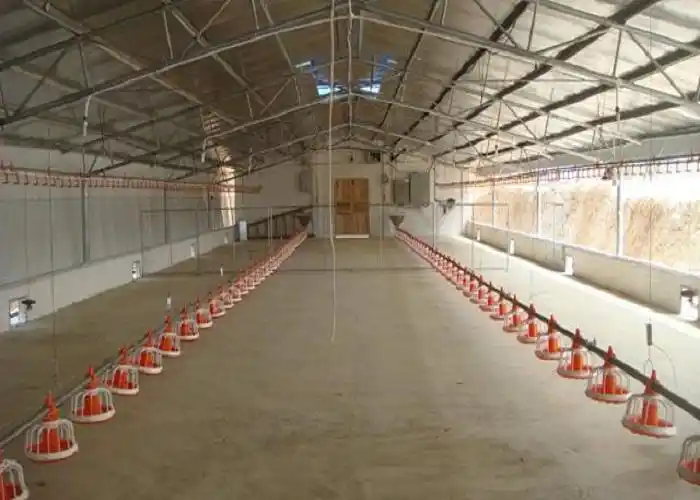 饲养土鸡的鸡舍:不用过于复杂,土鸡需要大量的运动,大部分时间都在是