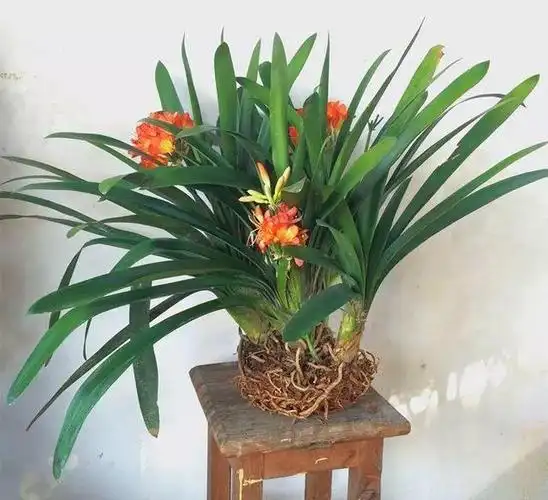 青岛大叶君子兰:是由德国人带入青岛的君子兰品种,在青岛也有人叫它