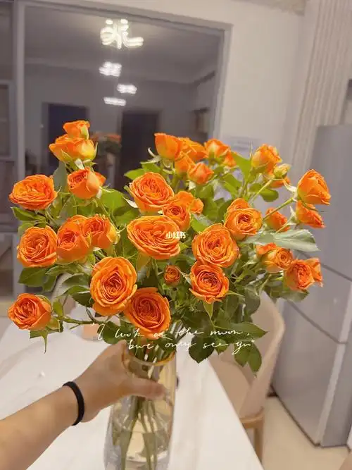 橙色芭比多头玫瑰