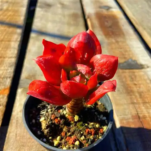 多肉植物狂野男爵瘤子小老桩粗根稀少品种露养多肉植物