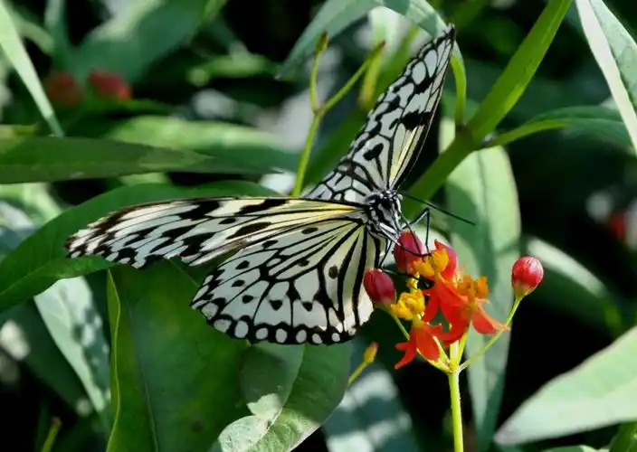 云南西双版纳游摄之二