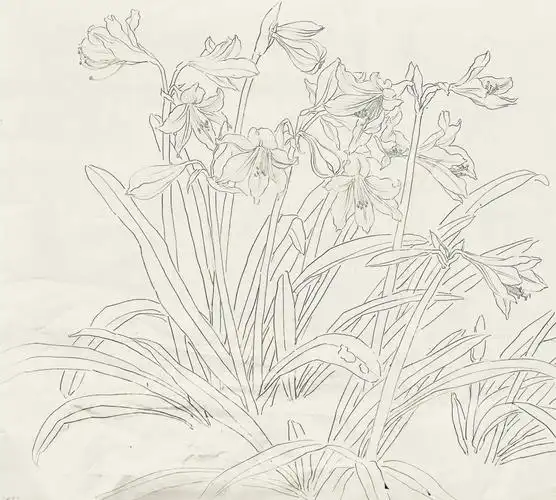 朱顶红白描写生