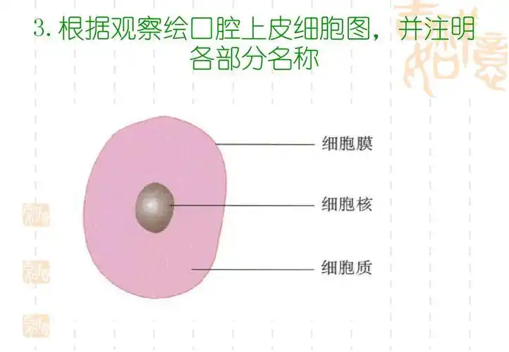 根据观察绘口腔上皮细胞图,并注明 各部分名称