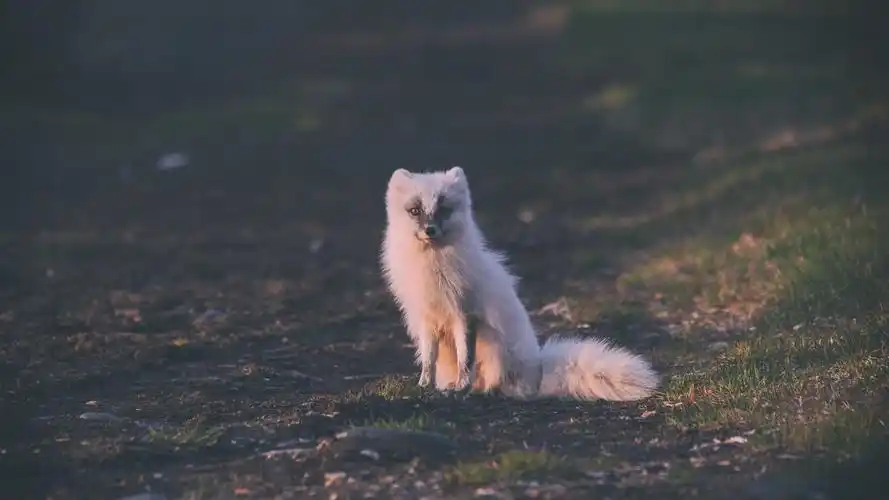 首页 动物与鸟 狐狸
