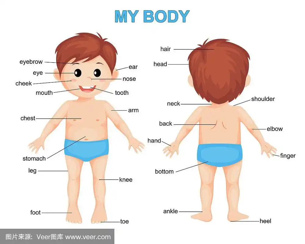 my body. cute cartoon boy. body parts poster