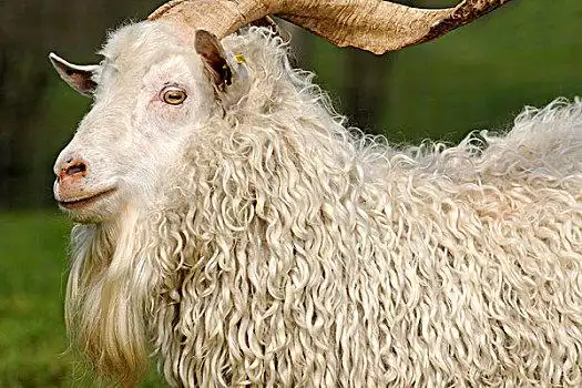 安哥拉山羊,山羊,巴登符腾堡,德国