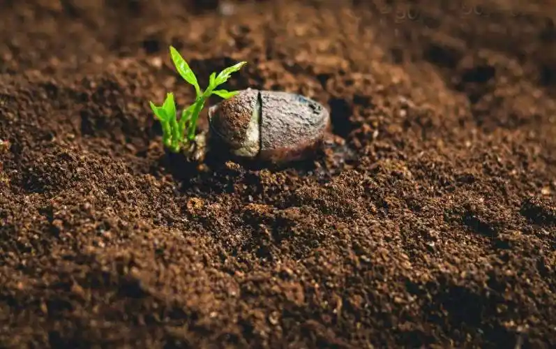 破土而出的小种子_摄影