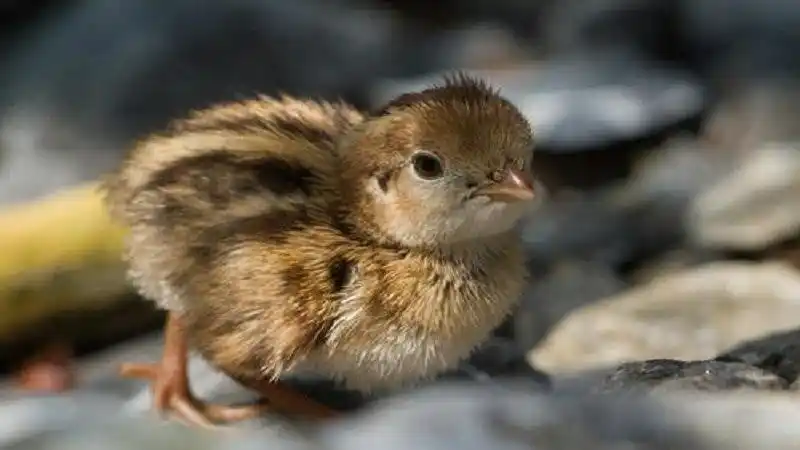 小鹌鹑出壳后怎么养