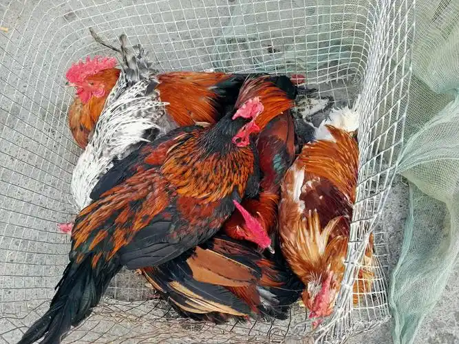 远离雾霾呼吸新鲜空气-大贺