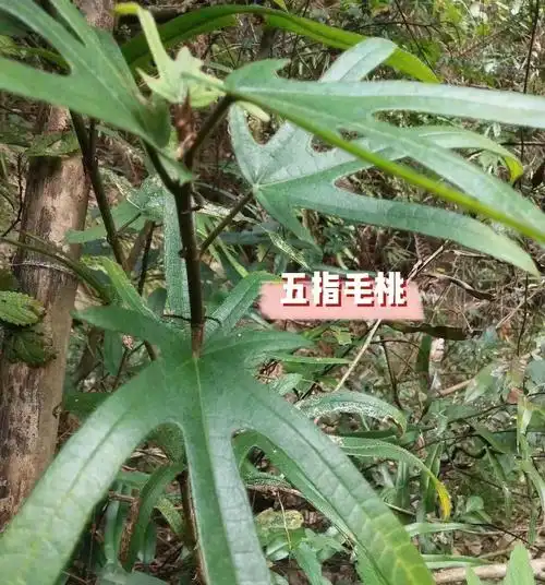 五指毛桃图片与功效五指毛桃有什么功效一指毛桃的功效与图片五指毛桃