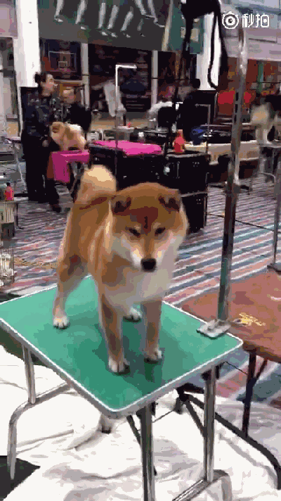 体型,肌肉发育情况,还会绕场慢跑,展收诓渭颖热男∑咭∽尾巴唱着