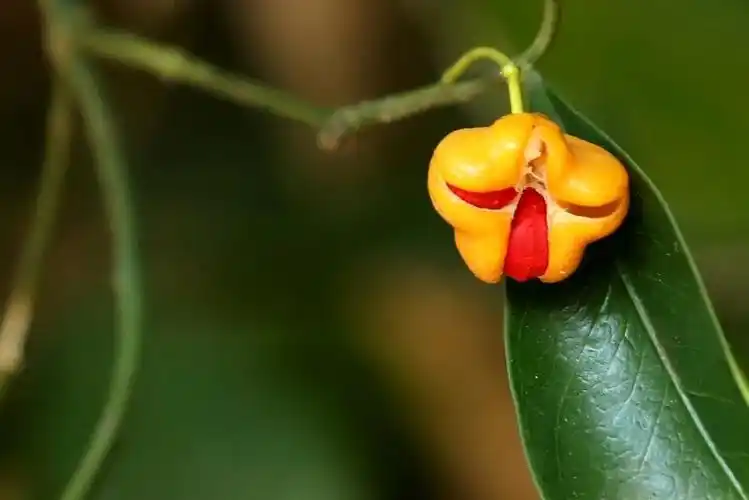 结出了果实的中华卫矛,常绿灌木中华卫矛是深圳的本土植物.